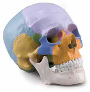 Coloured Skull 3 Parts